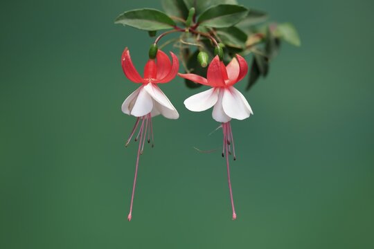 Fuchsias (Fuchsia), flowering, flower, Ellerstadt, Germany