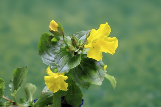 Common monkey-flower (Mimulus guttatus), also known as spotted monkey-flower or common monkey-flower, flowering, flower, aquatic plant, at a pond, Ellerstadt, Germany