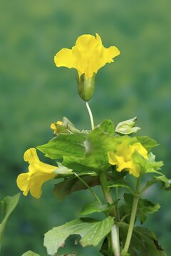 Common monkey-flower (Mimulus guttatus), also known as spotted monkey-flower or common monkey-flower, flowering, flower, aquatic plant, at a pond, Ellerstadt, Germany