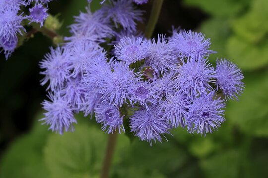 Flossflower (Ageratum houstonianum), flower, Ellerstadt, Germany