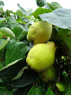 Quitten am Bauum