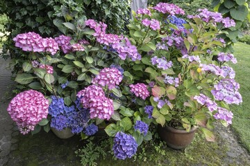 Hydrangea (Hydrangea macrophylla), Emsland, Lower Saxony, Germany