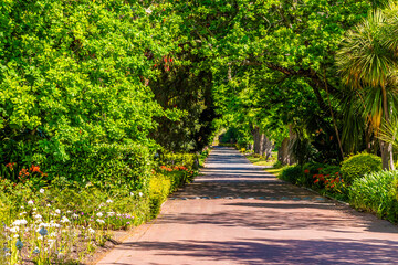 A view down a lane leading to a wine estate close to Stellenbosch, South Africa in springtime