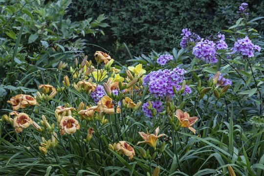 Perennial bed with daylilies (Hemerocallis Bold Tiger) and phlox (Phlox paniculata), Emsland, Lower Saxony, Germany