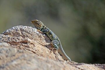 Common collared lizard (Crotaphytus collaris), adult, on rocks, foraging, warming up, sunbathing, Sonoran Desert, Arizona, North America, USA