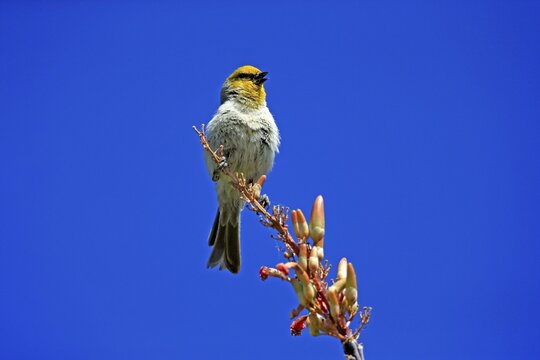 Golden-headed Penduline Tit, (Auriparus flaviceps), adult, on wait, on Ocotillo, singing, Sonoran Desert, Arizona, North America, USA