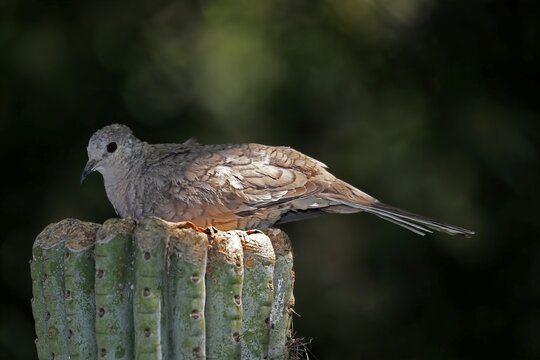 Inca dove (Columbina Inca), adult, on cactus, Sonora Desert, Arizona, North America, USA
