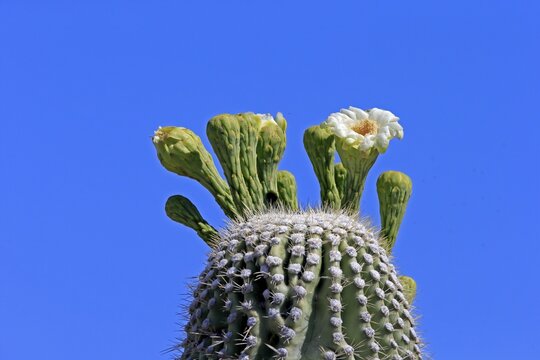 Saguaro (Carnegiea gigantea), blooming, flower, Sonora Desert, Arizona, North America, USA