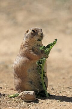 Black-tailed prairie dog (Cynomys ludovicianus), adult, with food, standing upright, Sonoran Desert, Arizona, North America, USA