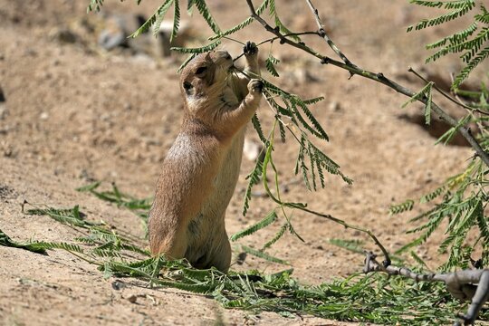 Black-tailed prairie dog (Cynomys ludovicianus), adult, feeding, standing upright, Sonoran Desert, Arizona, North America, USA