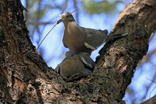 White-winged dove (Zenaida asiatica), adult, pair, mating, on tree, with nesting material, Sonora Desert, Arizona, North America, USA