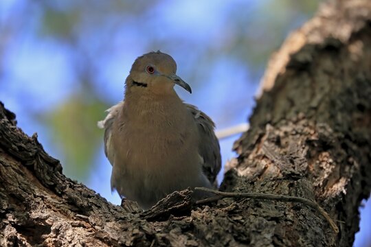 White-winged dove (Zenaida asiatica), adult, sitting on tree, Sonoran Desert, Arizona, North America, USA