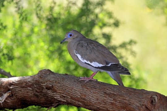 White-winged dove (Zenaida asiatica), adult, on tree, Sonoran Desert, Arizona, North America, USA