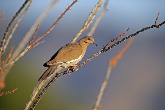 White-winged dove (Zenaida asiatica), adult, in perch, Sonoran Desert, Arizona, North America, USA