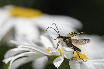 A spotted longhorn (Rutpela maculata) with open wings on a daisy, Hesse, Germany