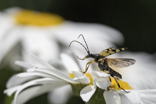 A spotted longhorn (Rutpela maculata) with open wings on a daisy, Hesse, Germany