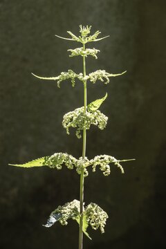 Stinging nettle (Urticaria dioica), Emsland, Lower Saxony, Germany