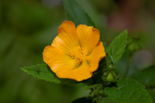  abutilon grandifolium-sida rhombifolia flower