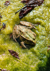 Green Frog Resting on Lush Leaves — Close-Up Nature Macro