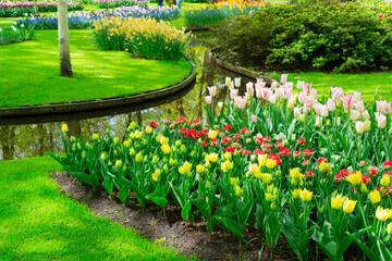 Colorful growing and blooming tulips flowerbed in spring formal garden
