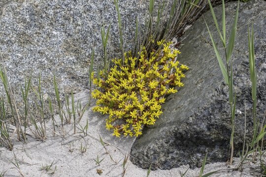 Goldmoss stonecrop (Sedum acre) between stones, Mecklenburg-Western Pomerania, Germany