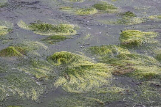 Rock filamentous algae (Cladophora rupestris on rocks in the Baltic Sea, Mecklenburg-Vorpommern, Germany