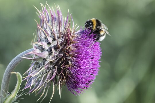 Musk Thistle (Carduus nutans) with Large earth bumblebee (Bombus terrestris), Mecklenburg-Vorpommern, Germany