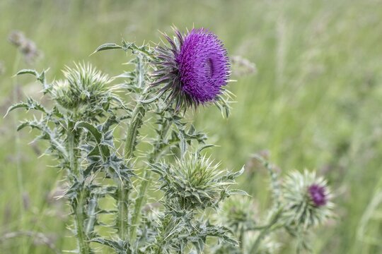 Musk Thistle (Carduus nutans), Mecklenburg-Western Pomerania, Germany