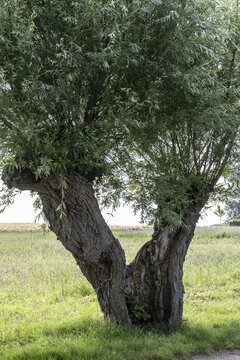 Old pollarded willow, willow (Salix viminalis), Poel Island, Mecklenburg-Western Pomerania, Germany