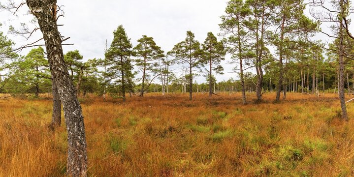 Broom common heather (Calluna Vulgaris) cross-leaved heath (Erica tetralix) and pines (Pinus), Wurzacher Ried, Bad Wurzach, Upper Swabia, Baden-W&uuml;rttemberg, Germany