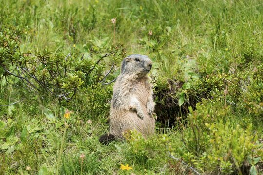 Alpine marmot (Marmota marmota), Allg&auml;u Alps, Allg&auml;u, Bavaria, Germany