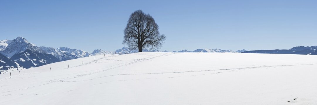Peace lime tree (Tilia) on the Wittelsbacher H&ouml;he, 881m, Illertal, Allg&auml;u, Bavaria, Germany