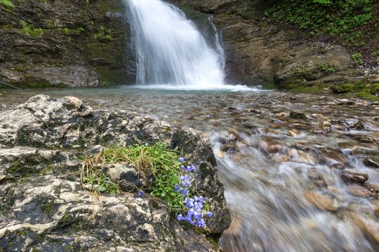 Round-leaved bellflower (Campanula rotundifolia), waterfall in B&auml;rg&uuml;ndeletal, Oberallg&auml;u, Allg&auml;u, Bavaria, Germany