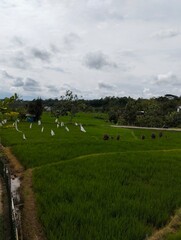 Obraz premium Lush Green Rice Fields Under a Cloudy Sky