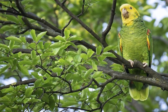 Yellow-headed Amazon (Amazona oratrix belizensis) on a branch, Rosensteinpark, Stuttgart, Baden-W&uuml;rttemberg, Germany