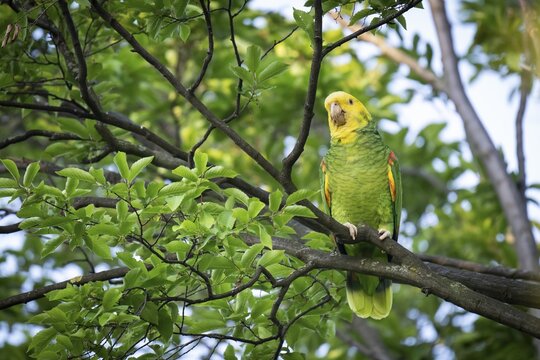Yellow-headed Amazon (Amazona oratrix belizensis) on a branch, Rosensteinpark, Stuttgart, Baden-W&uuml;rttemberg, Germany