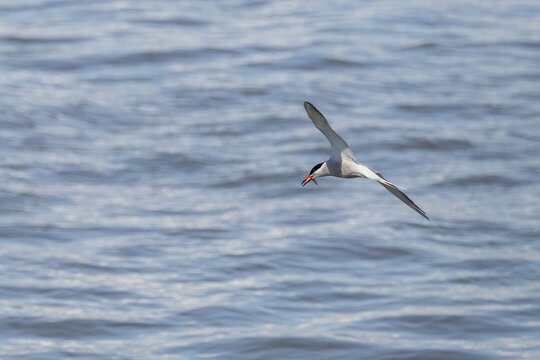 Arctic Arctic Tern (Sterna paradisea) with fish prey in its beak, in flight, Wadden Sea, North Frisia, Schleswig-Holstein, Germany