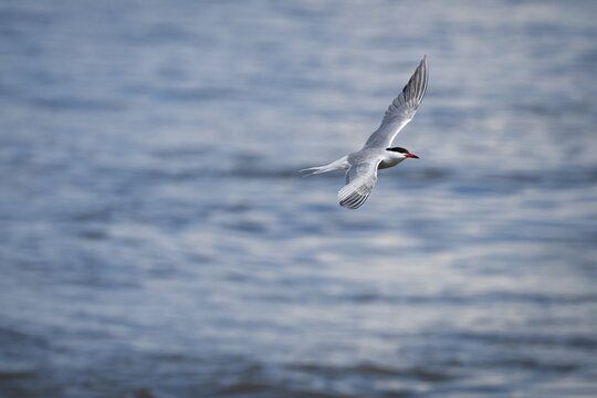 Arctic Arctic Tern (Sterna paradisea) in flight, Wadden Sea, North Frisia, Schleswig-Holstein, Germany