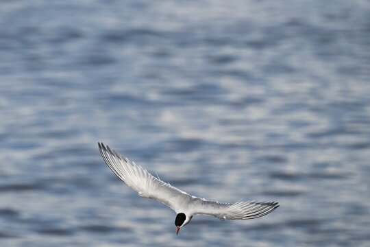 Arctic Arctic Tern (Sterna paradisea) in a dive, Wadden Sea, North Frisia, Schleswig-Holstein, Germany