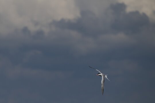 Arctic Arctic Tern (Sterna paradisea) in flight in front of a dark cloud, Wadden Sea, North Frisia, Schleswig-Holstein, Germany