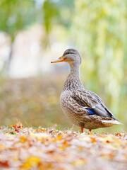 かわいいマガモ