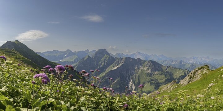 Mountain panorama with Alpendostyles (Adenostyles) from Laufbacher-Eckweg to H&ouml;fats, 2259m, Allg&auml;u Alps, Allg&auml;u, Bavaria, Germany