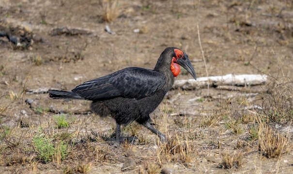 Red-faced hornbill or southern ground hornbill (Bucorvus leadbeateri) (Bucorvus cafer), foraging, Kruger National Park, South Africa