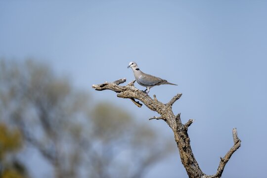 Ring-necked dove (Streptopelia capicola) sitting on a branch against a blue sky, Kruger National Park, South Africa