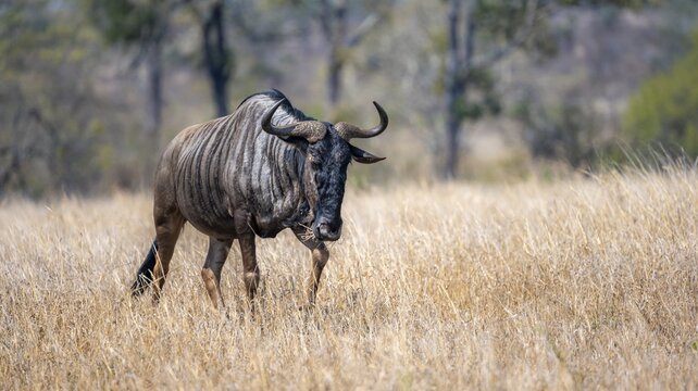 Blue wildebeest (Connochaetes taurinus) in dry grass, African savannah, Kruger National Park, South Africa