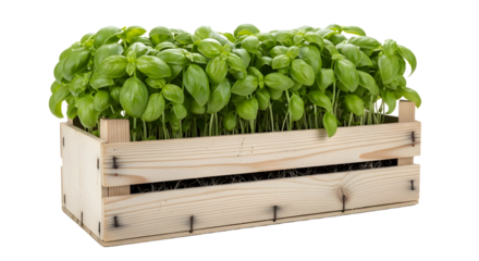 Fresh basil plants in a wooden crate isolated on transparent background , ai generated image
