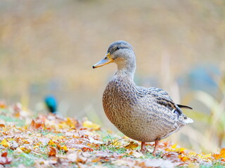 かわいいマガモ