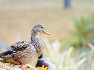 かわいいマガモ