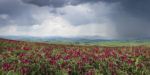 Landscape with a field of gladioli, with a thunderstorm behind, near Volterra, Province of Pisa, Tuscany, Italy