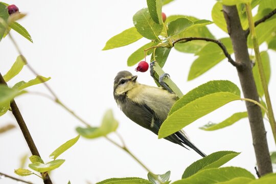 A young blue tit (Cyanistes caeruleus, Parus caeruleus) hangs on a leaf of the snowy mespilus (Amelanchier ovalis) and looks at a red berry surrounded by green leaves, Hesse, Germany
